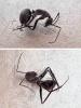 Camponotus sp.